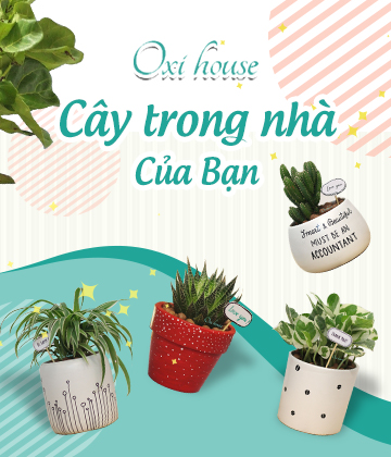 Sơn nước chính hãng tại Gia Lai, Chuyên phân phối các loại sơn chính hãng sơn Jotun, Dulux, Kova, Mykolor, Nippon, Toa, Sika 2 3 oxihouse